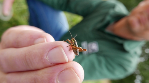 Minibeast hunt at Swanwick Lakes 25th Birthday © Gemma Paul/HIWWT