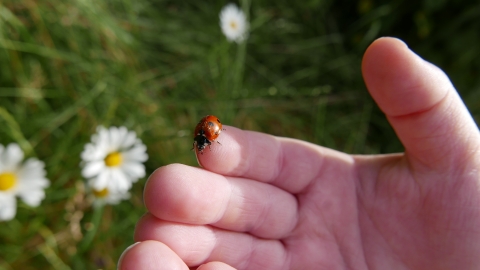 Ladybird in child's hand © Gemma Paul/HIWWT