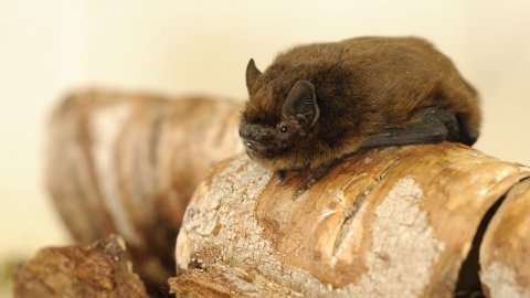 Pipistrelle bat by Amy Lewis ResourceSpaceID 61