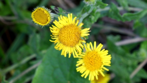 Fishlake Flowers 8