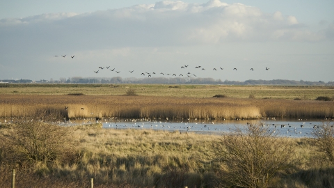 Farlington Marshes by Steve Page