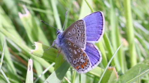A very fresh male common blue - Bob hapman