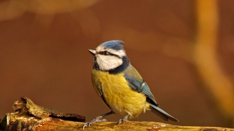 Blue Tit © Ian Cameron-Reid