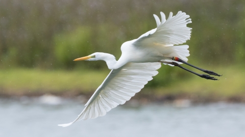 Walter,. great white egret, Blashford Lakes © MarkWright