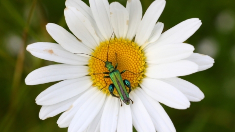 Swollen-thighed beetle (Oedemera nobilis) on ox-eye daisy in a meadow © Lianne de Mello