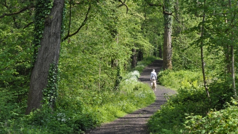 A woodland stroll