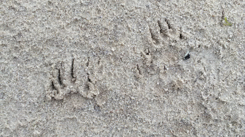 Young Naturalists small mammal print
