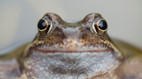 Frog © Mark Hamblin