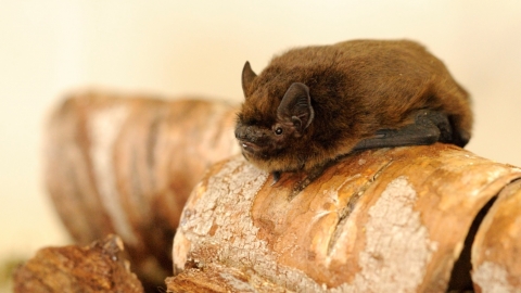 Pipistrelle Bat