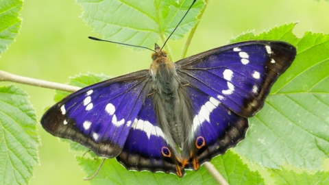 Purple Emperor