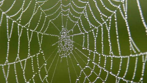 Spider Web, ©Darin Smith