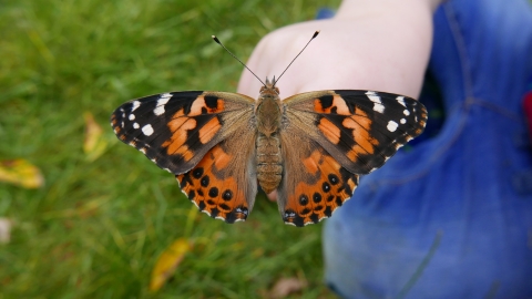 Painted lady butterfly © Gemma Paul