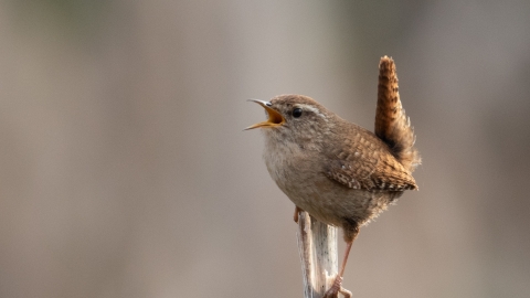 Wren by Mark Aquilina