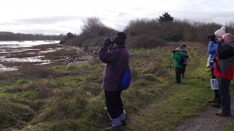 Birdwatching Fareham creek