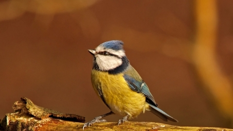 Blue Tit Perched on Log, Blashford Lakes, ©Ian Cameron-Reid