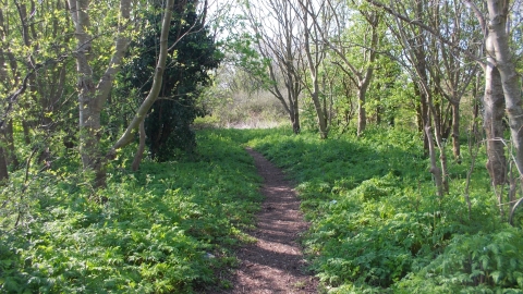 Woodland path, Eastern Parade, Fareham
