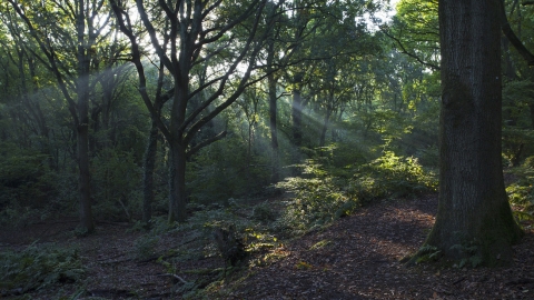 Light rays in oak woodland Swanwick Lakes ©Mike Read