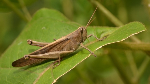Grasshopper