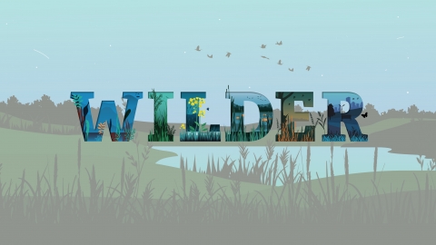 Wilder wetland landscape