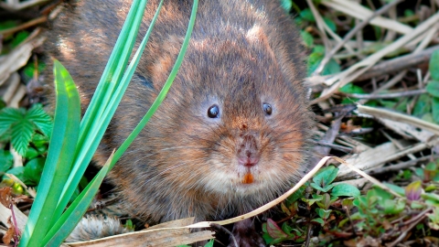 Water Vole © Tony Wootton