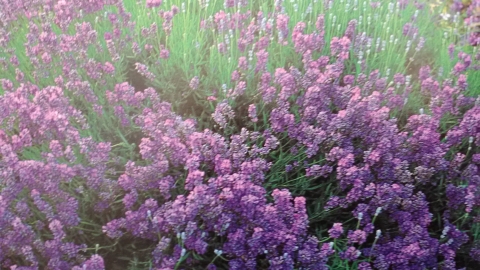 Lavender Ruth Cairns