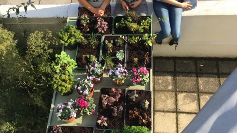 Aerial view of 'Green Roof' of bin shelter