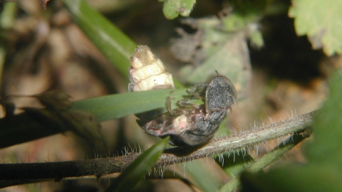 glow worm clinging to grass