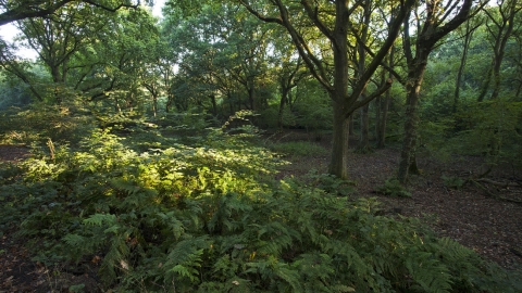 Swanwick Woods ©Mike Read