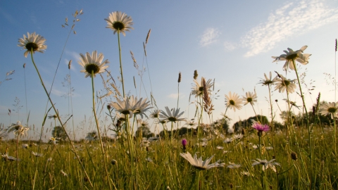 Ox Eye Daisies in a Meadow, ©David Kilbey, 24/06/06