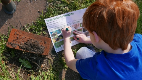 Boy doing invertebrate insight survey