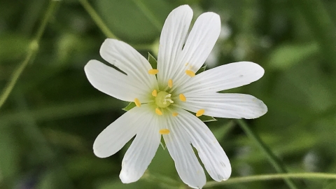 Greater Stitchwort Susan Simmonds