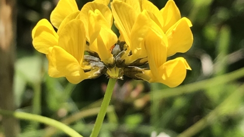 Horseshoe Vetch, Susan Simmonds