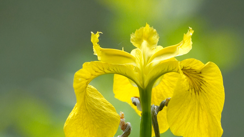 yellow iris