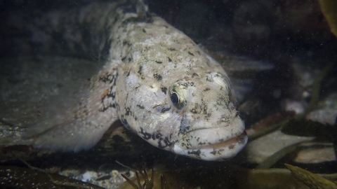 Giant Goby Hampshire And Isle Of Wight Wildlife Trust