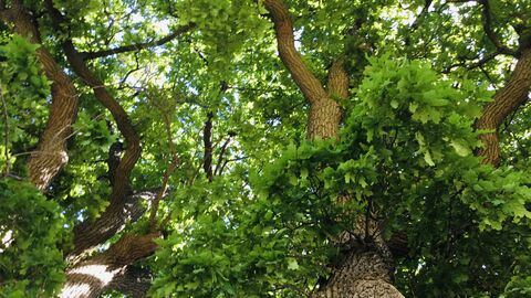 View of tree canopy from forest floor