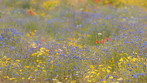 Wildflowers on farmland © James Adler