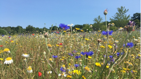wildflowers