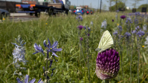 Roadside green-veined white