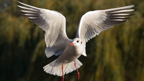 Black Headed Gull in flight