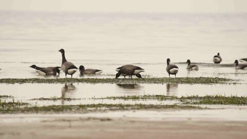 Brent Geese on Mudflat