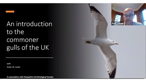 Andy Lester giving an online talk on gulls