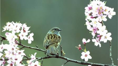 Dunnock sitting in tree among blossom
