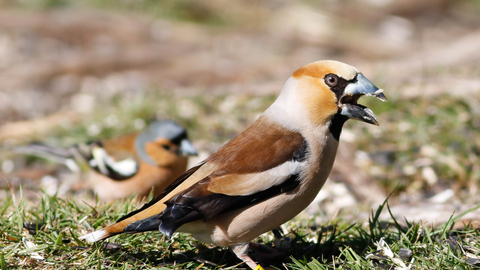 Hawfinch