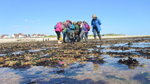 Intertidal survey at Lee-on-the-Solent by Caroline Meech