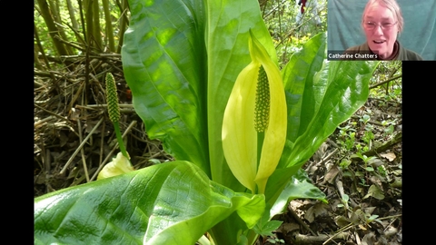 Catherine Chatters talking about American Skunk Cabbage on Zoom