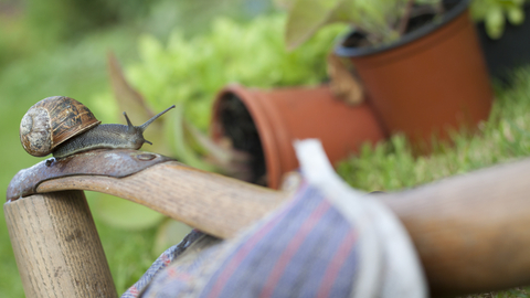 Wildlife gardening © Tom Marshall