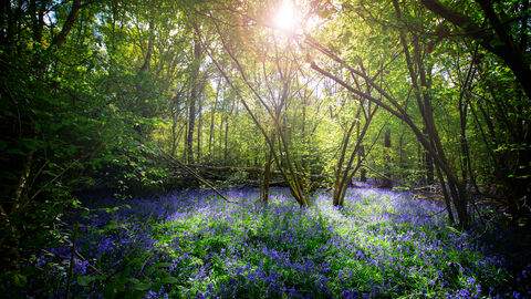 Bluebell woodland