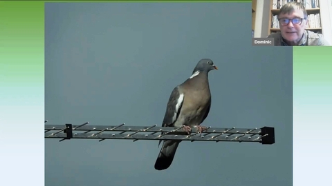 Dominic Couzens giving online talk featuring a picture of a wood pigeon