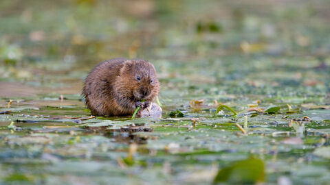 Water vole