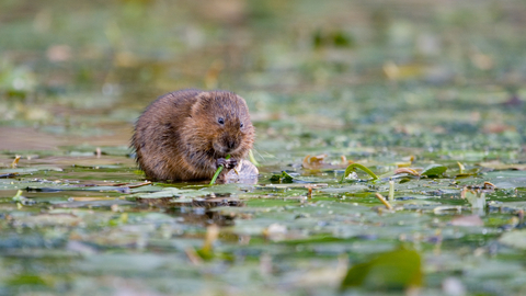 Water vole